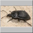 Phosphuga atrata - Aaskaefer 01 12mm.jpg